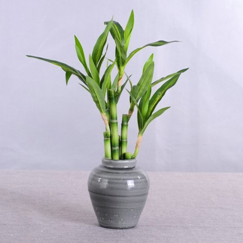 New 40cm Artificial Lucky Bamb - огляд і ціна Aquarium Fish Farm