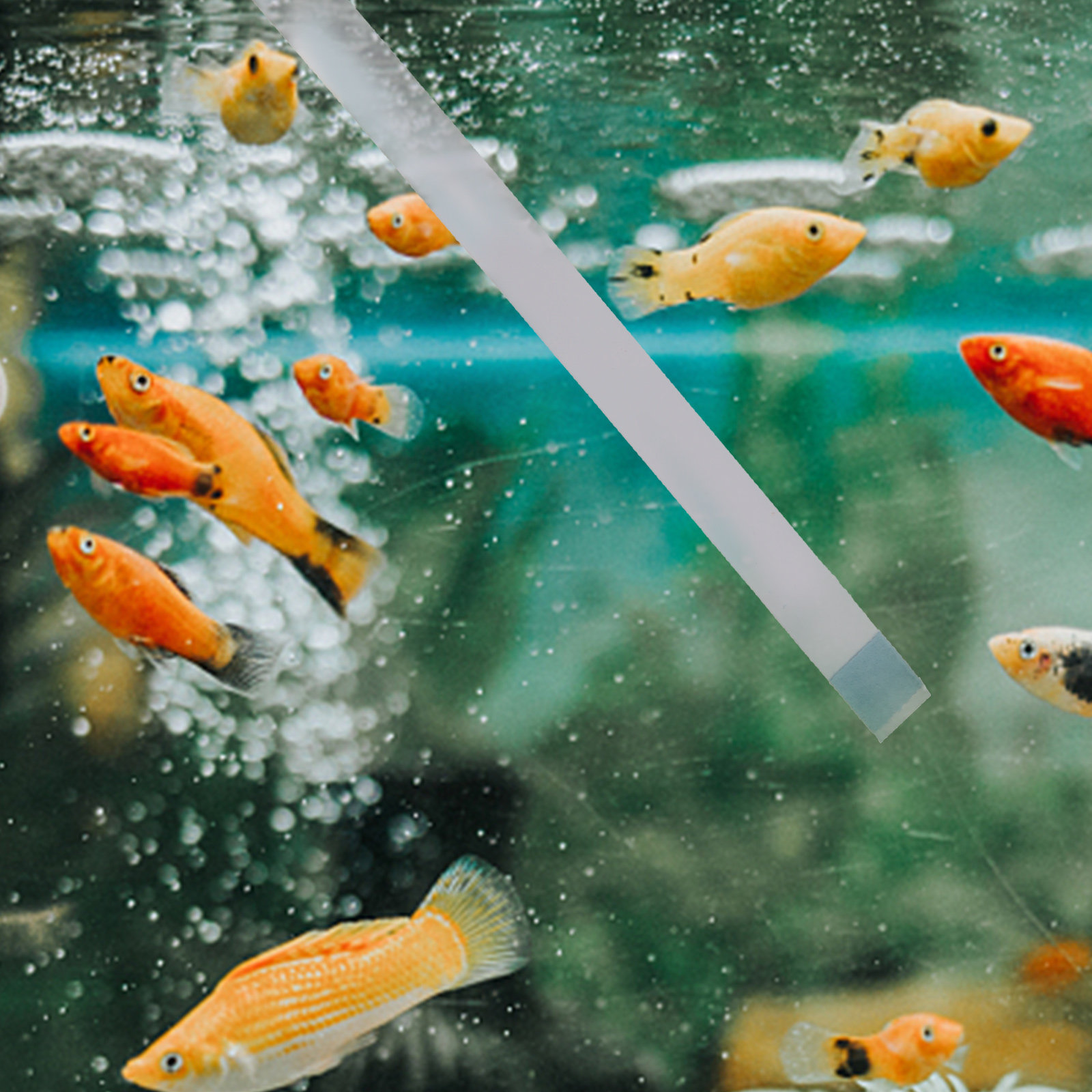 Swimming Pool Testing Strips H - огляд і ціна Aquarium Fish Pond